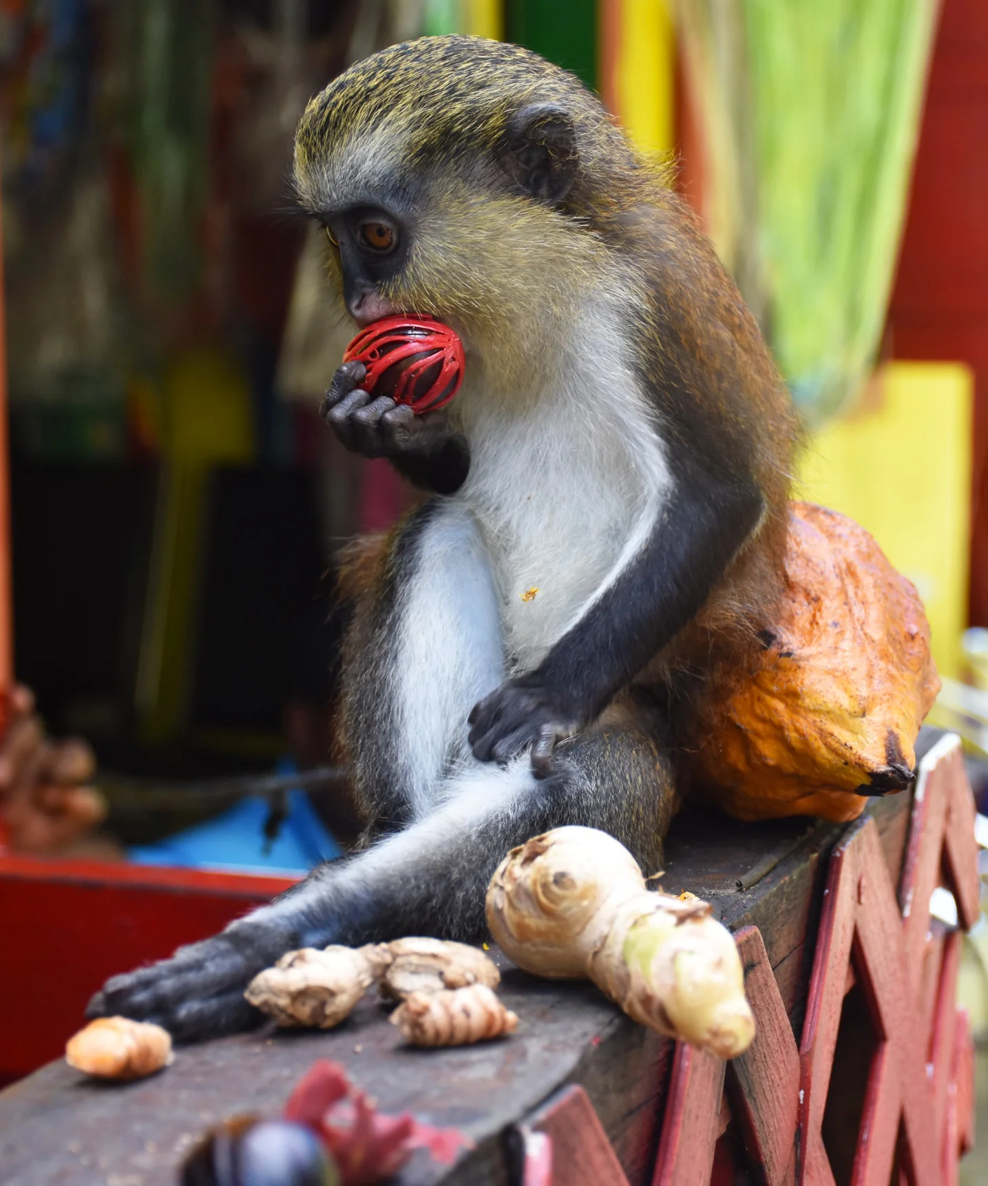monkey cropped 01